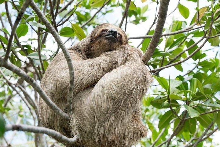 Roatan VIP Free-Style Private Tour