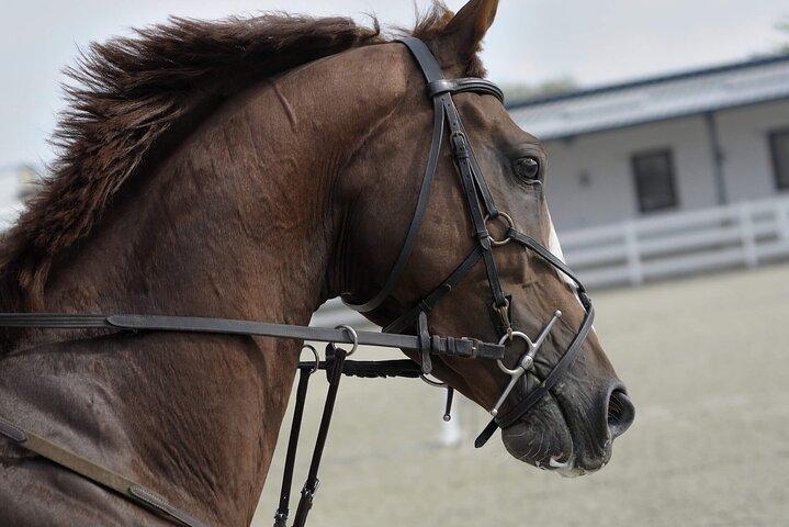 Experiência particular de passeio a cavalo e camelo em Doha