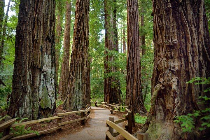 San Francisco Excursion: Guided Tour to Muir Woods and Sausalito