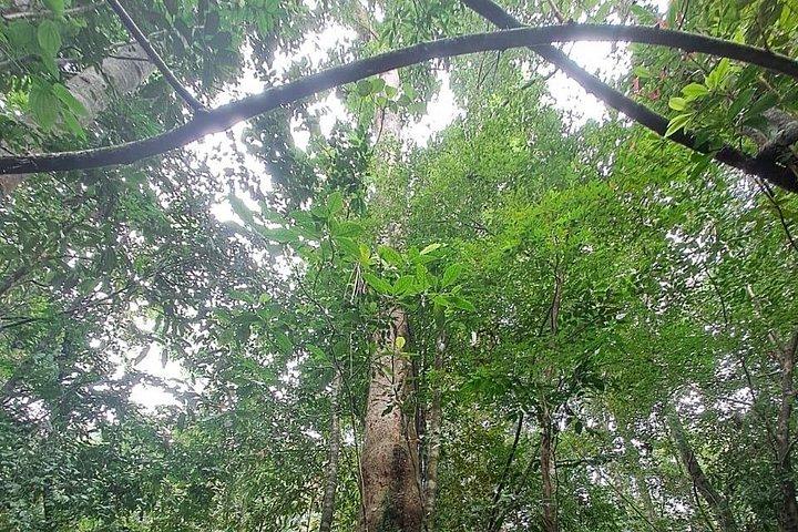Viaje a la selva tropical de Sinharaja