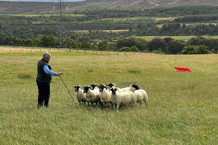 Visite privée des chiens de berger, des vaches des Highlands et du château d'Invergordon