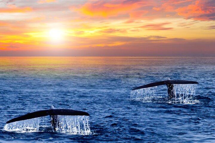 Los Cabos Whale Watching and Sunset Tour