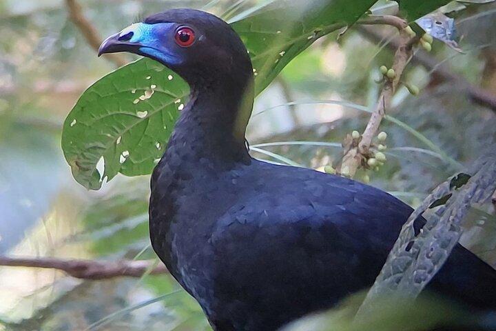 Guided Wildlife Tour in Monteverde Cloud Forest