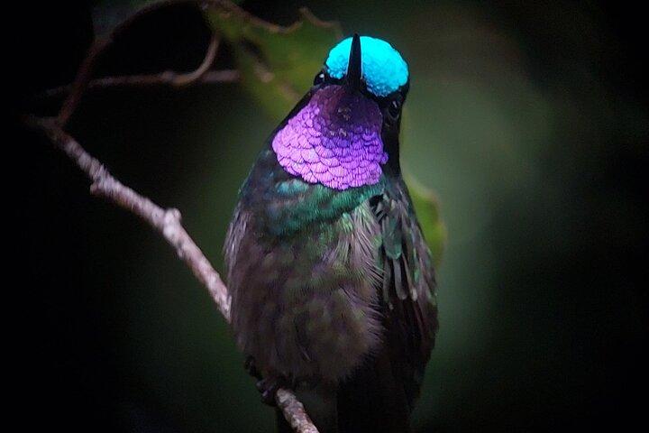 Guided Wildlife Tour in Monteverde Cloud Forest
