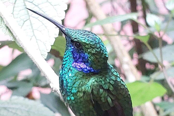 Guided Wildlife Tour in Monteverde Cloud Forest