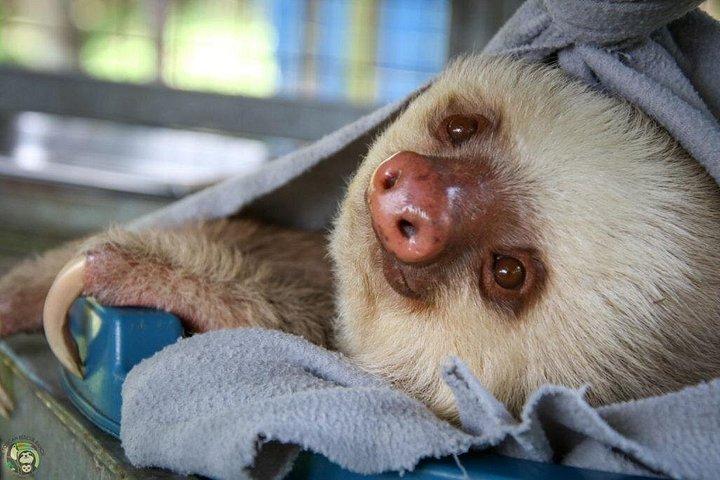 サンノゼからSloths＆その他の野生動物レスキューセンターへの日帰り旅行