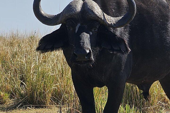 Chobe Day Trip