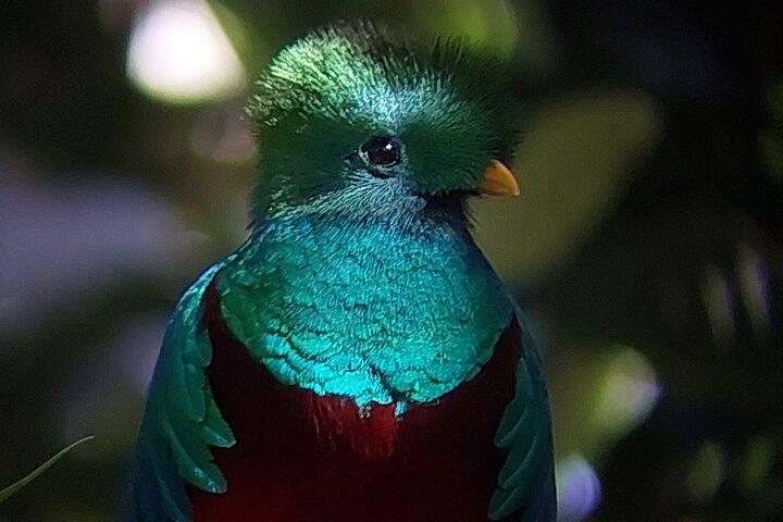Guided Wildlife Tour in Monteverde Cloud Forest