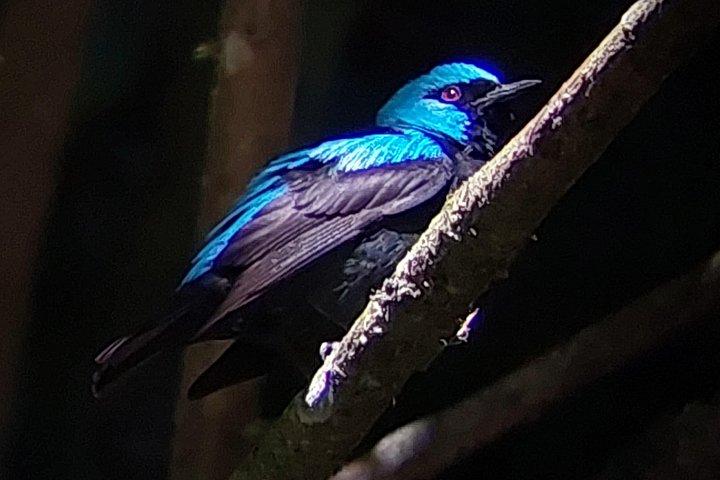 モンテベルデ雲霧林 | 動植物ガイドツアー