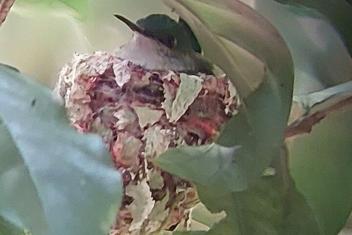 モンテベルデ雲霧林 | 動植物ガイドツアー