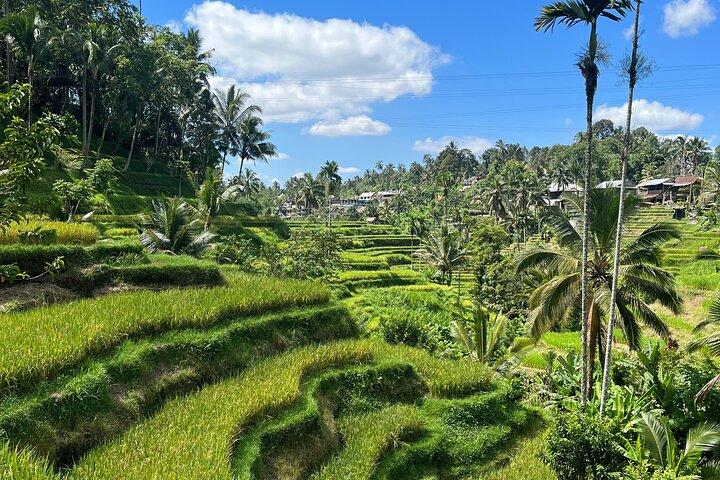 The scenery of the swamp is intertwined with the cultural life of Bali