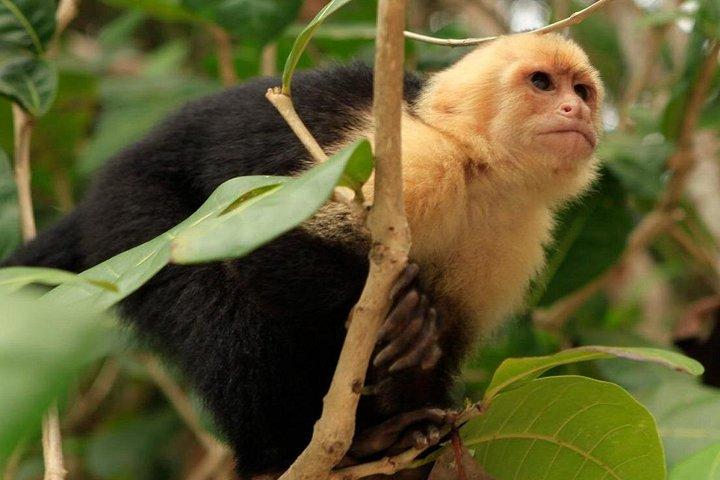 Roatan Zip Line Wildlife & Glass Bottom Boat Combo