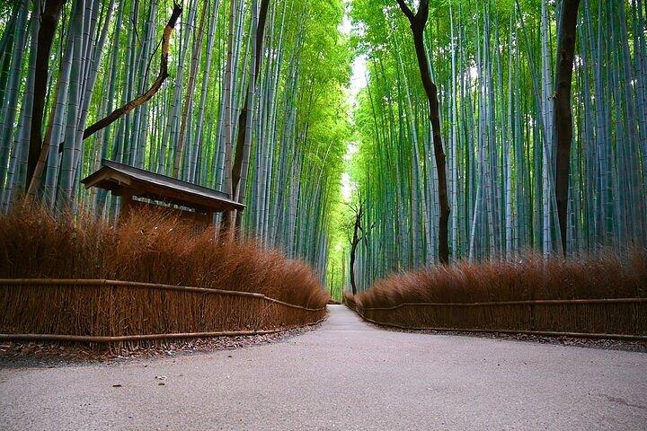 Kyoto Arashiyama: Efterår Foliage Walking Tour[redigér wikikode]