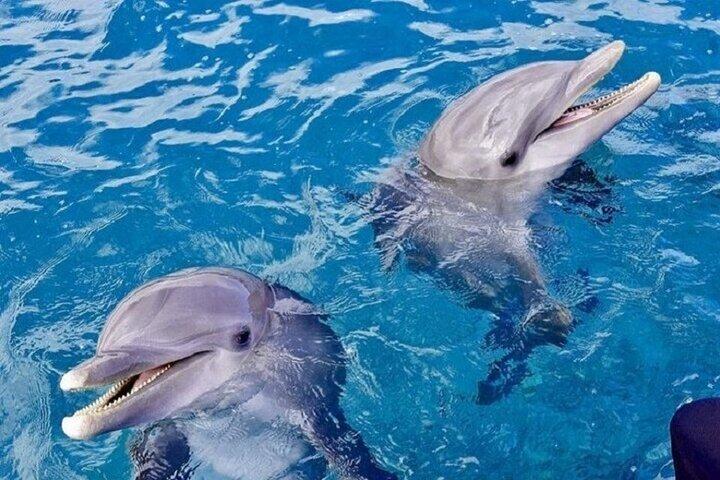 イルカと泳ぐシートリップアドベンチャーランチ付き：マルサ・アラム