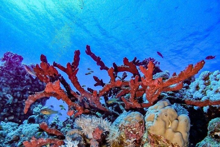 Entdecken Sie Hurghada Zwei aufregende Bootstauchgänge für zertifizierte Taucher