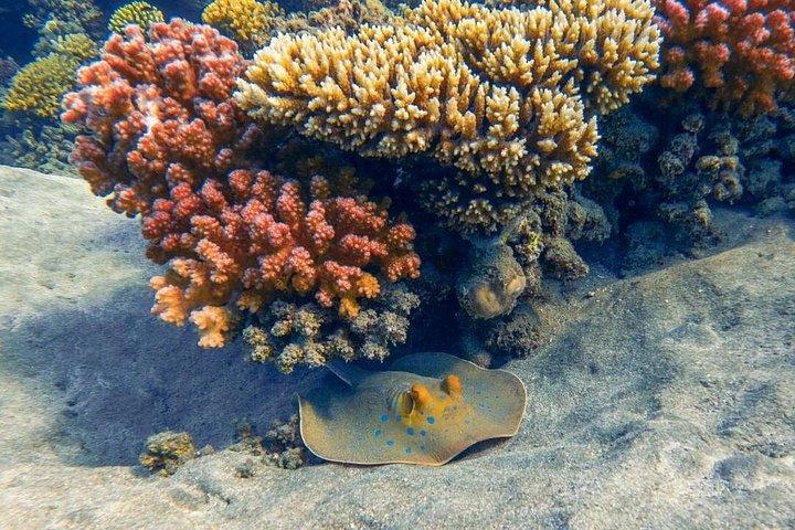 ハルガダを探索 認定ダイバーのためのスリル満点のボートダイビング2回