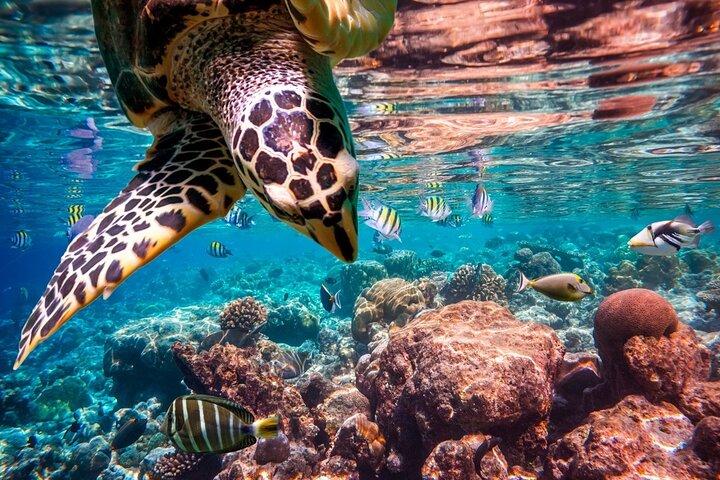 アブー・ダッバブシュノーケリング旅行、海洋生物探検 : マルサ・アラム