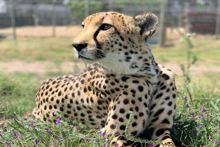 Full-Day Big 5 met lunch en ontbijt bij Aquila Safari Game Drive
