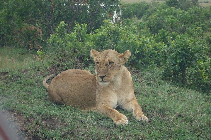 Safari económico de 5 días a Masai Mara, lago Nakuru y lago Naivasha