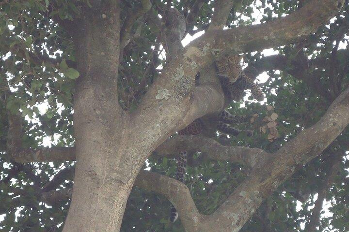 Safari económico de 5 días a Masai Mara, lago Nakuru y lago Naivasha