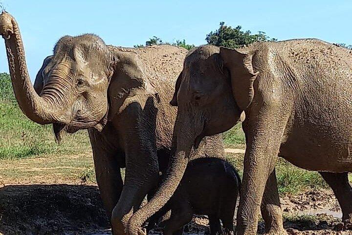 ウダワラウェ国立公園｜半日-サファリツアー