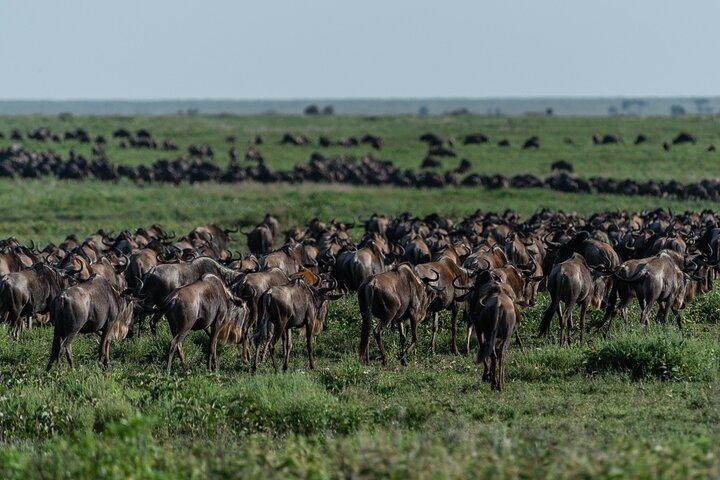8日間の壮大な移動セレンゲティ中距離タンザニアサファリ