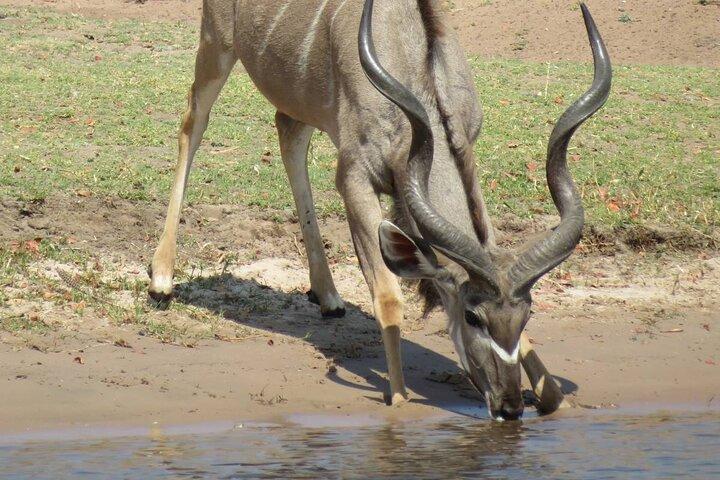Fulddagsafari i Chobe Nationalpark i Botswana