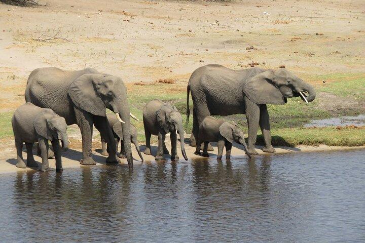Fulddagsafari i Chobe Nationalpark i Botswana
