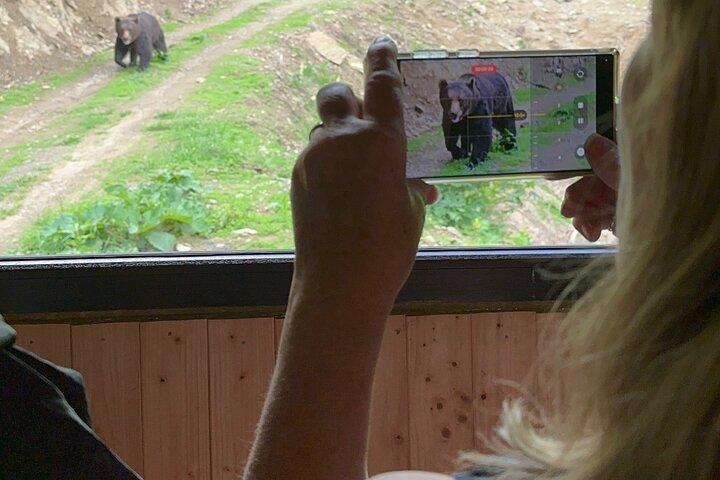 ブラソフでクマウォッチング: 隠れ家から野生のクマを観察する(100%)
