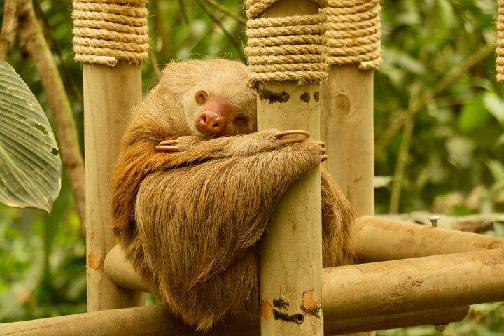 Selvatura Sloth Habitat
