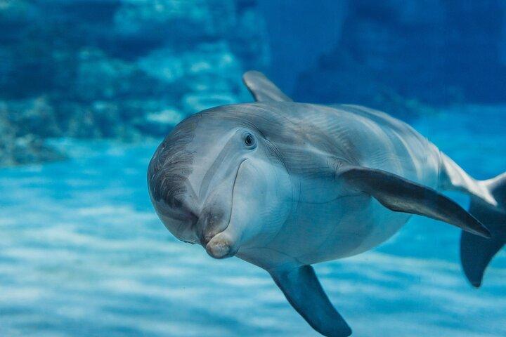 VIP Dolphin House snorkeltur med frokost og transfer–Hurghada