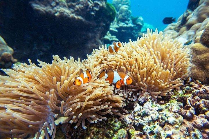 クラビからスピードボートで行くピピ島、マヤ島、バンブー島