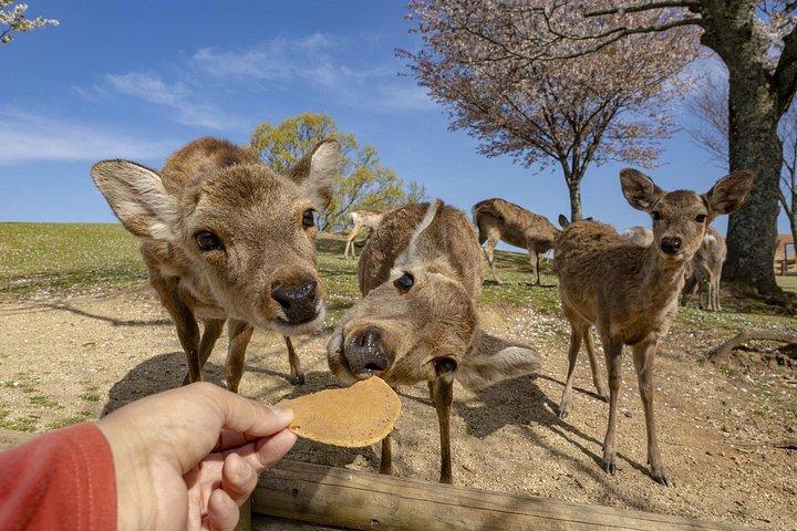 認定ガイドと一緒に大阪から奈良へ日帰り旅行