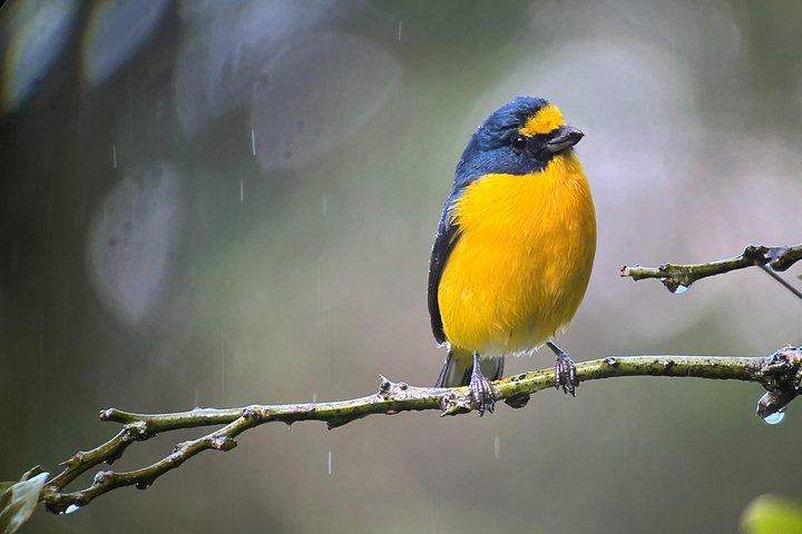 BirdwatchingTour between clouds and forest Monteverde