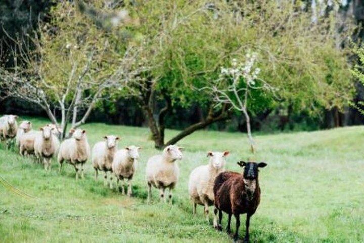 Experiência privada de harmonização de vinhos e queijos clássicos