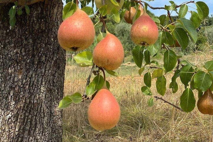 Privater Besuch zweier Weingüter und des Dorfes Monte Carlo in Lucca