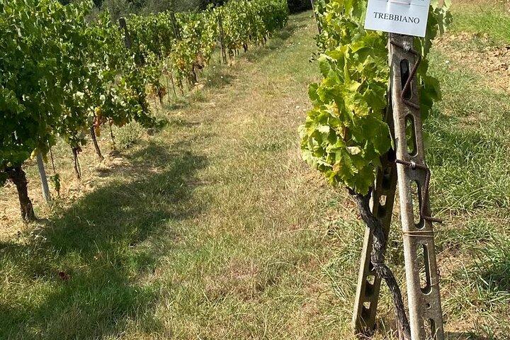 Privater Besuch zweier Weingüter und des Dorfes Monte Carlo in Lucca