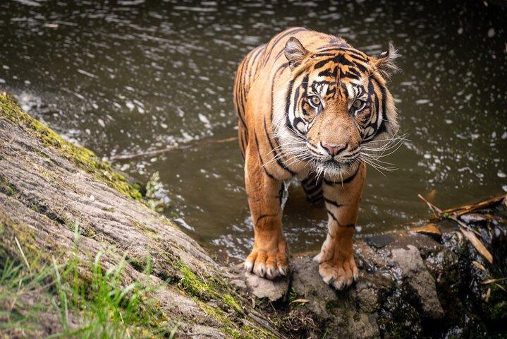Billet d'entrée directe au zoo de Rotterdam Diergaarde Blijdorp