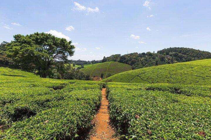 Passeio de um dia à fazenda de chá Kiambethu