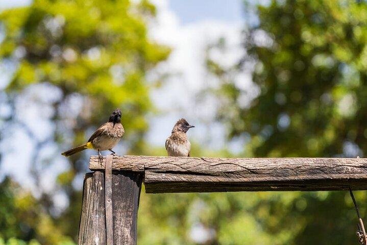 Passeio de um dia à fazenda de chá Kiambethu