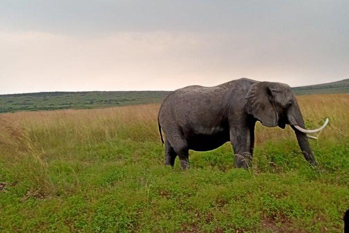 Campo safari di 5 giorni al cratere di Ngorongoro e al lago Manyara