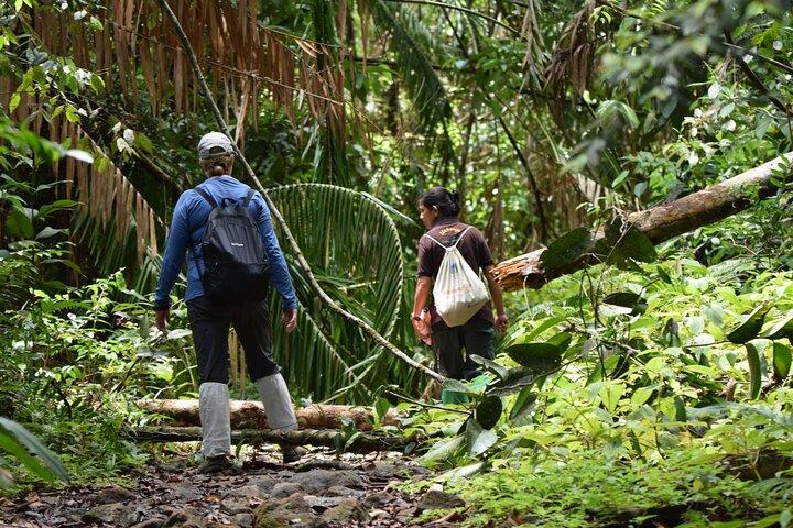 Sinharaja Rain Forest Tour fra Tangalle