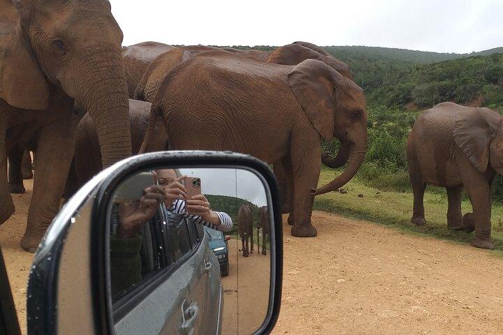 Fantastiska Safaris i Addo Elephant National Park Tour