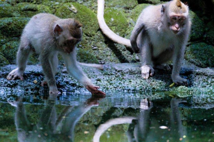 Bali: Foresta delle scimmie, terrazza di riso, tempio e cascata isolata