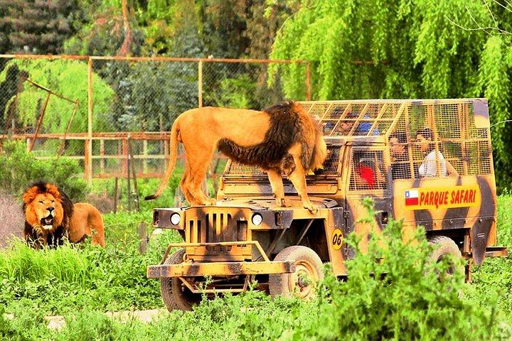 Safari Park, Wild Experience