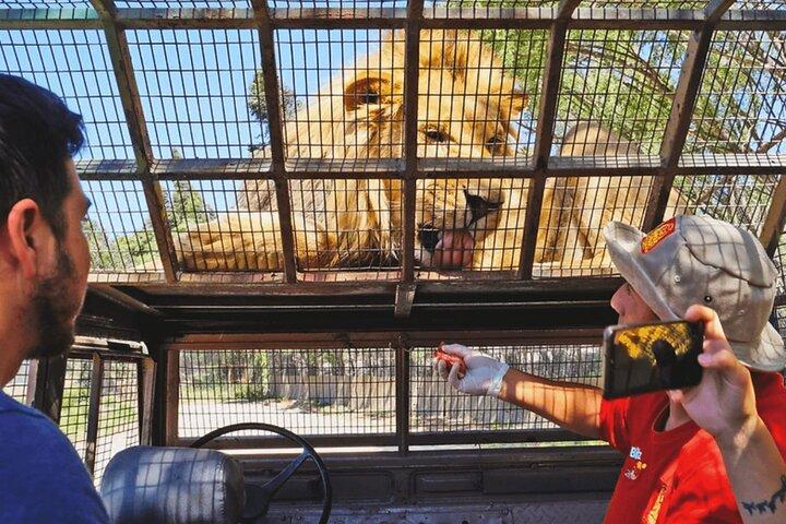 Safari Park, experiência selvagem