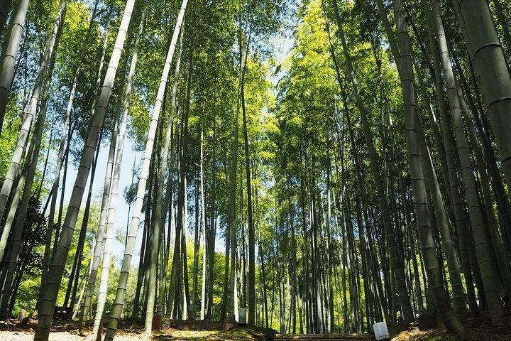 【Santuario Fushimi Inari】 Un local nacido en Kioto comparte el camino secreto de los turistas