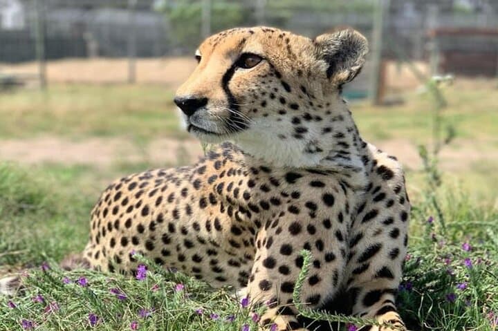 Giraffe House Encounter & Cheetah Outreach with Wine Tasting Tour