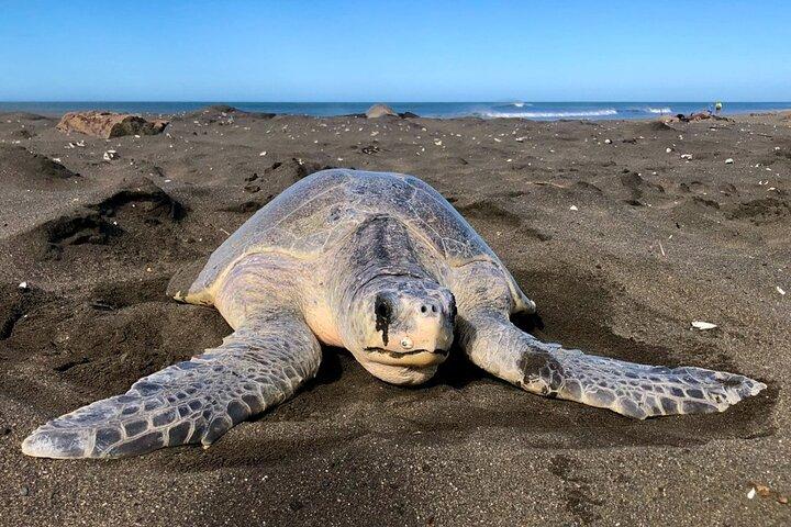 Turtle Nesting Tour in Corozalito