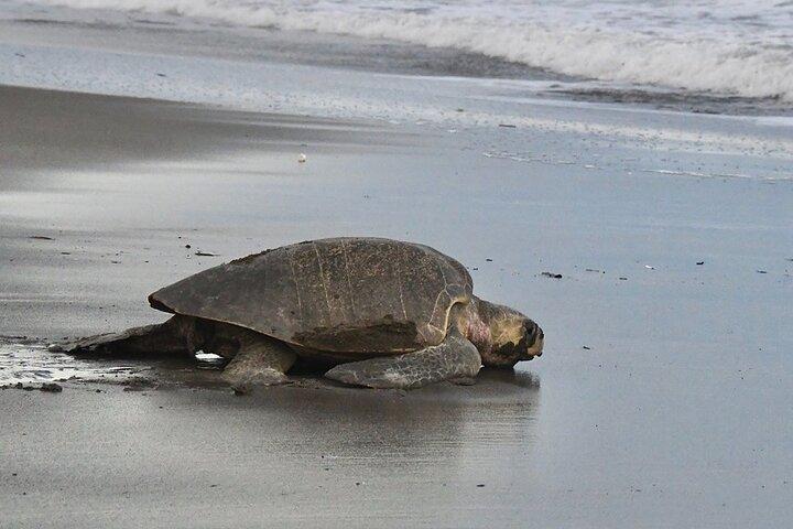 Turtle Nesting Tour in Corozalito